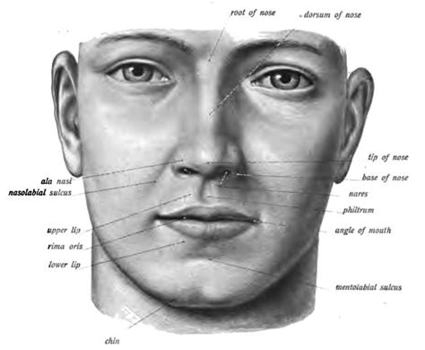 Philtrum - Alchetron, The Free Social Encyclopedia