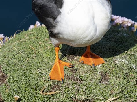 Atlantic puffin feet - Stock Image - C058/2051 - Science Photo Library