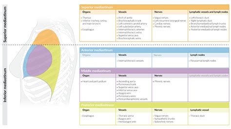 Anterior Mediastinum Anatomy