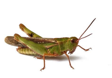 Grasshopper Clipart Little Grasshopper Little Transpa - vrogue.co