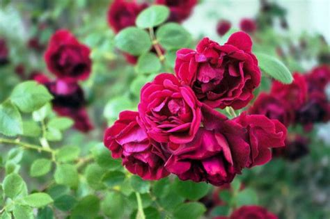 How to Care Roses | Rose Care Tips | Balcony Garden Web