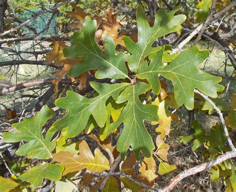 Quercus macrocarpa (Bur Oak, Oaks) | North Carolina Extension Gardener Plant Toolbox