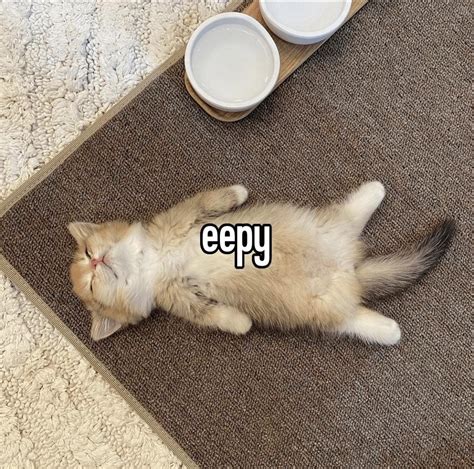 eepy : r/cats