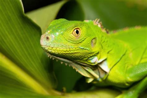 Diet, Housing, and Caring for the Green Iguana