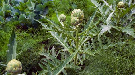 15 Companion Plants to Grow with Artichokes