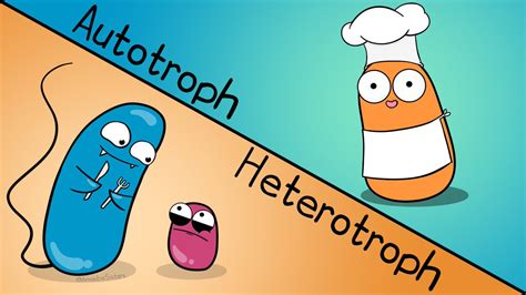 Autotroph Heterotroph Bacteria