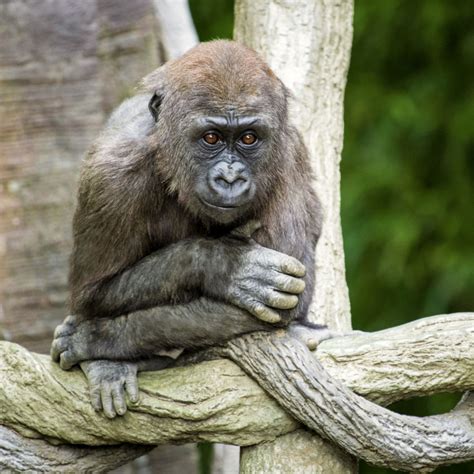 20 Years of Congo - Bronx Zoo