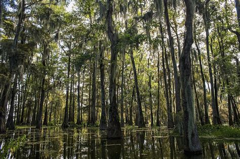 Usa, Louisiana, Swamp Landscape Breaux Photograph by Dosfotos - Fine Art America