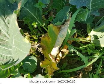 Symptoms Black Rot Cauliflower Stock Photo 1625026126 | Shutterstock