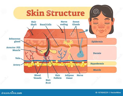 Skin Structure Vector Illustration Diagram with Skin Layers and Main Elements. Educational ...