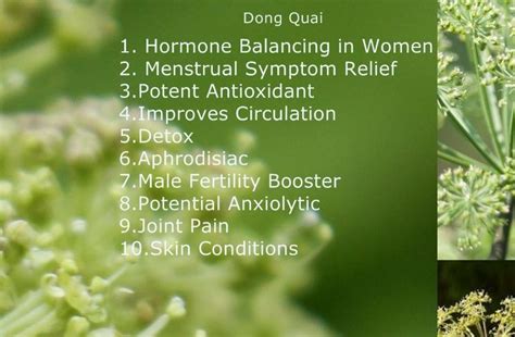 Best Dong Quai Supplements | Health heal, Natural medicine, Health and ...