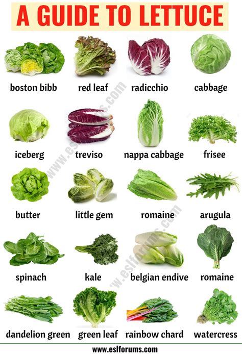 Types of Lettuce: 21 Different Lettuce Types with ESL Picture - ESL Forums | Types of lettuce ...