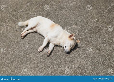 Sleeping white dog stock image. Image of sleeping, background - 96177509