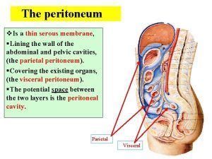 Peritoneum function, layers, anatomy, Relations of Lesser sac & Boundaries of Epiploic foramen ...