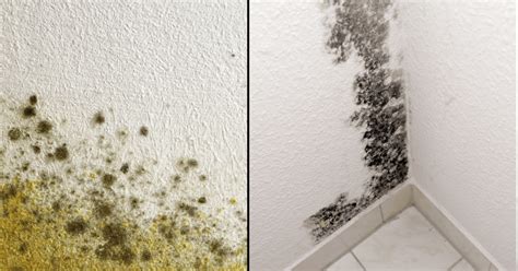 Mildew vs Mold – What’s the difference? | Woodard