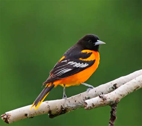 Oriole Bird Facts | Anatomy, Diet, Habitat, Behavior - Animals Time