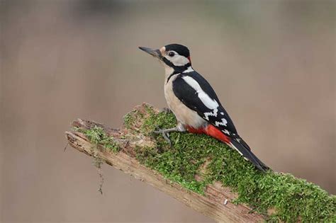 Great Spotted Woodpecker | Bird Identification Guide | Bird Spot