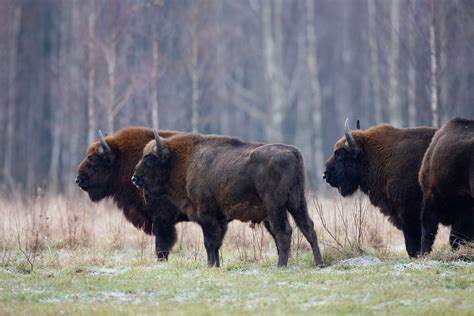 Cooperation between EBCC and Rewilding Europe launched with bison transport | Rewilding Europe