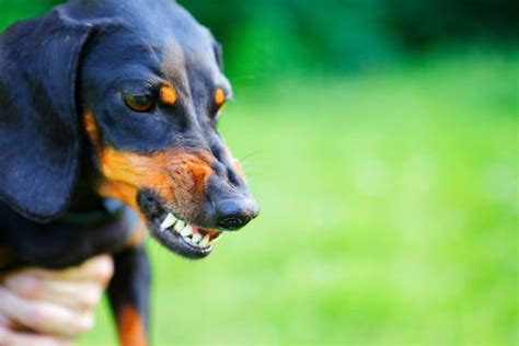 Are dachshunds aggressive? | dachshund-central | Dog growling, Dog ...