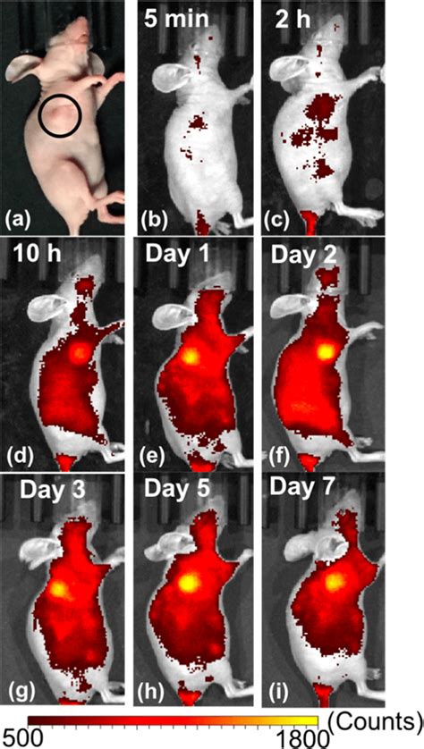 In vivo images of the mouse tumor model by HepG2 cell lines within 7 ...