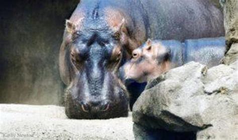 Baby Fiona the Hippo: Cincinnati Zoo pictures - CBS News