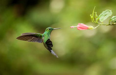 Top Pacific Northwest Plants to Attract Hummingbirds