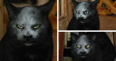 This Cat Got Covered In Flour And Now Looks Like A Demon | Bored Panda