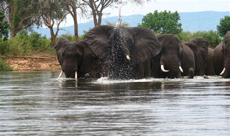 Wildlife in Zambia – Discover Africa