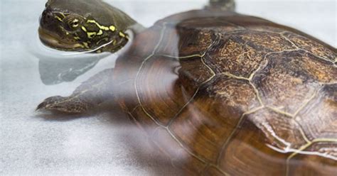 Reeves Turtle Breed Information and Pictures | PetGuide