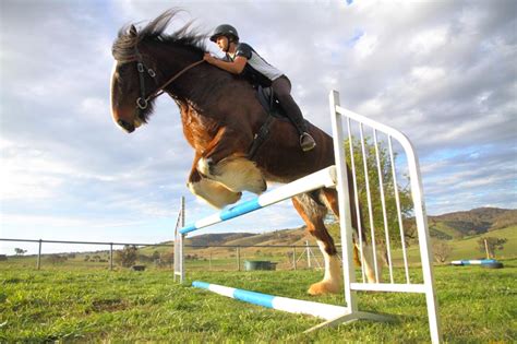 Gallery | Shire Horse Society of Australia