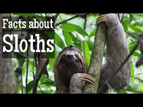 Sloth Facts for Kids | Classroom Learning Video - YouTube