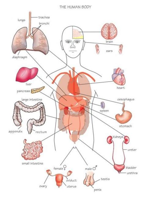 A-Z of Medical Terminology: Know Your Roots - Owlcation