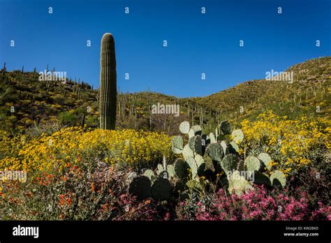 Sonoran desert and flowers hi-res stock photography and images - Alamy