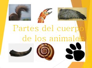 Partes del cuerpo de los animales | Spanish 4 all SEK Qatar