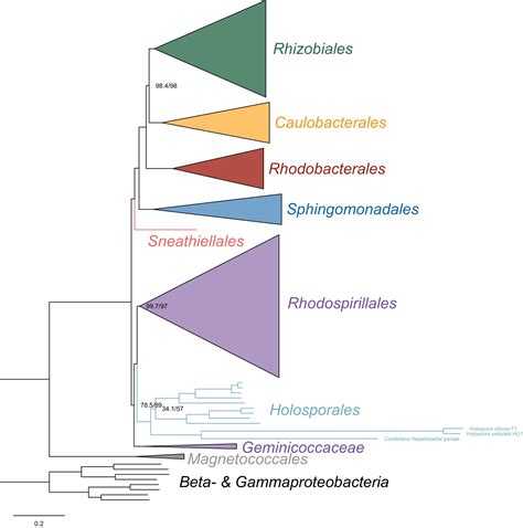 Figures and data in An updated phylogeny of the Alphaproteobacteria ...