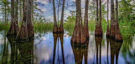 Big Cypress Swamp 2020 Photograph by Joey Waves - Pixels