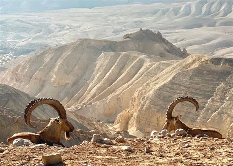 The Negev Desert in Israel : r/travel