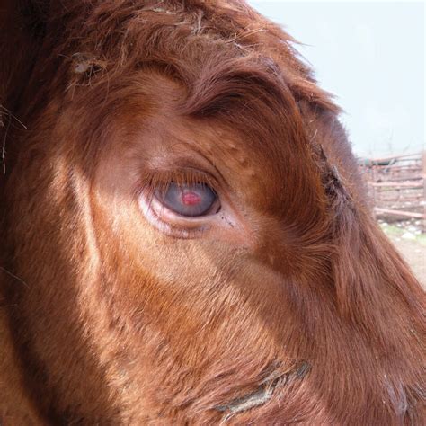 Potential new causes of pinkeye uncovered - Canadian Cattlemen