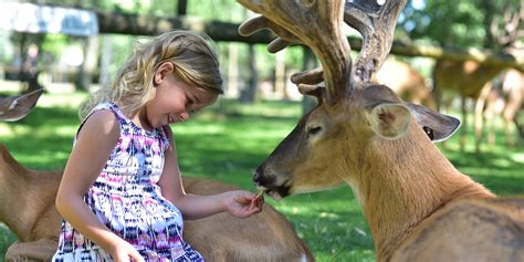 Wisconsin Deer Park - Unique Family Petting Zoo & Attraction | WisDells