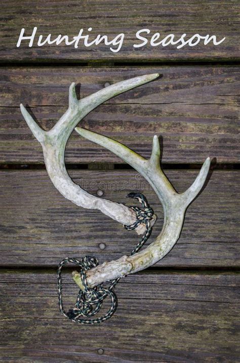 Whitetail Deer Antlers for Rattling Antlers with Hunting Season Text. Stock Image - Image of ...