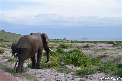 The Elephants of Amboseli National Park, Kenya