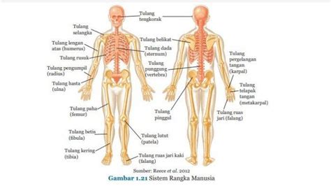 Mengenal Sistem Rangka Manusia: Struktur, Macam, dan Perkembangan ...