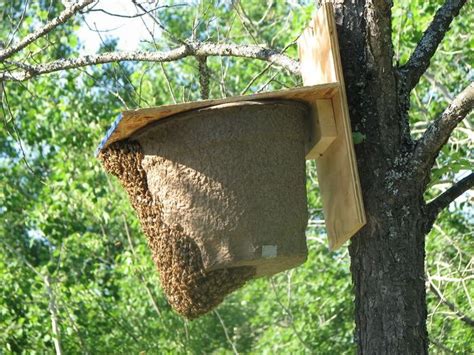 Here are a couple of swarm traps I've "caught" swarms in in my own yard. By Erin Forbes of ...