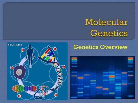 PPT - Molecular Genetics PowerPoint Presentation, free download - ID:1985497