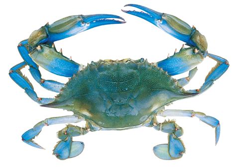 blue crab pictures | Blue Crab Anatomy Guide | Crafts | Pinterest ...