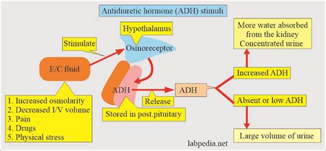 Antidiuretic Hormone (ADH, Vasopressin, Arginine Vasopressin), Diabetes ...