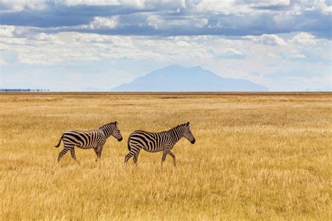 Zebras In The Savannah, Amboseli, Kenya Photograph by Anton Petrus ...