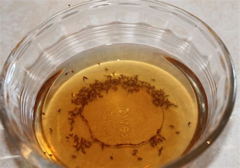 Using Vinegar to Get Rid Of Fruit Flies - Online Pest Control