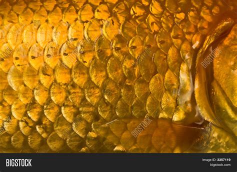 Fish Scales Image & Photo (Free Trial) | Bigstock