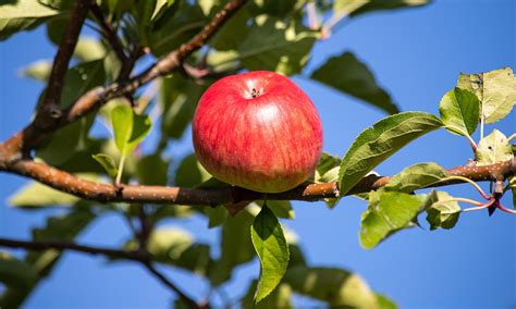 Apple Tree Fruit - Free photo on Pixabay